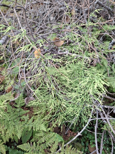 wood horsetail