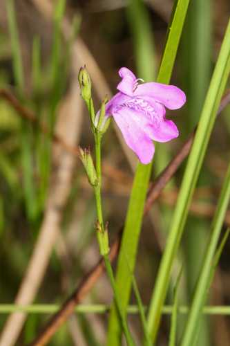 Dianthera angusta
