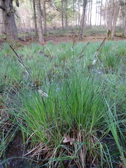 Carex nigra juncea