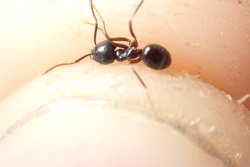 Jet Ant