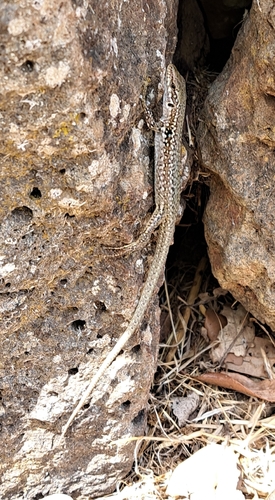Italian Wall Lizard