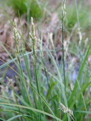 Carex canescens