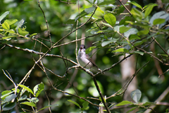 Sylvia atricapilla atricapilla