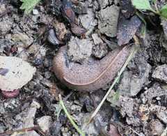Tandonia rustica