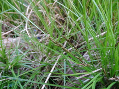 Carex elongata