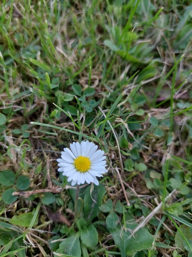Lawn daisy