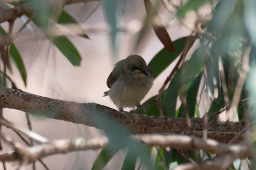 Brown Honeyeater