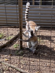 Lemur