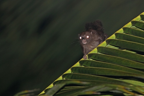 Siberut Flying Squirrel