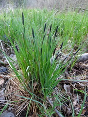 Carex nigra juncea