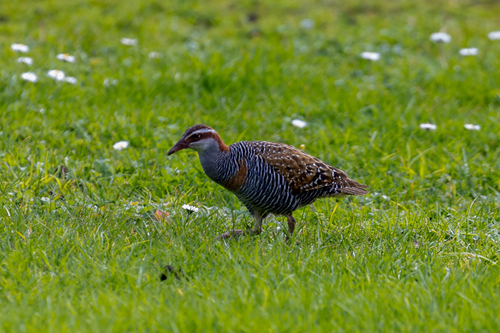 Buff-banded Rail