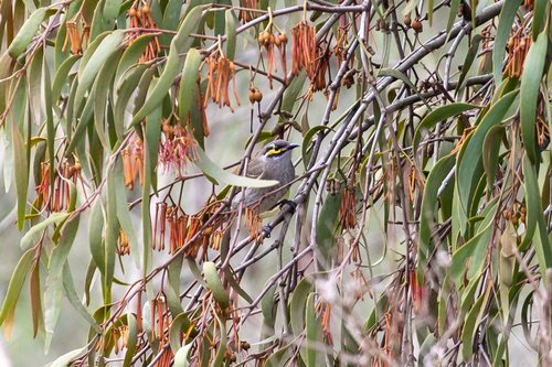 Yellow-faced Honeyeater