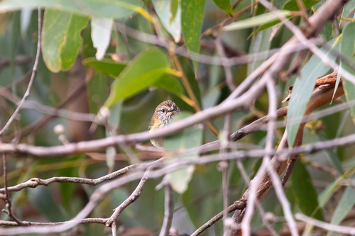 Striated Thornbill
