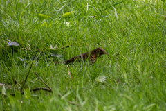 Turdus philomelos clarkei