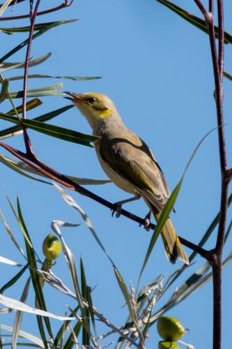 Yellow-tinted Honeyeater