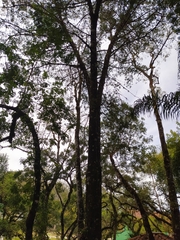 Podocarpus lambertii