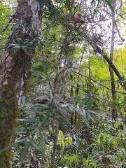 Podocarpus lambertii