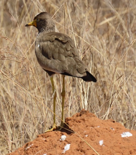 iNaturalist image
