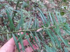 Podocarpus lambertii