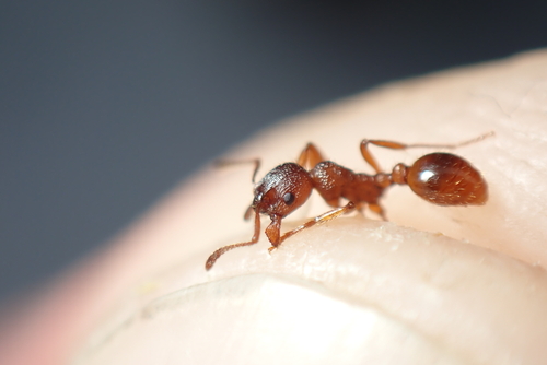 European fire ant