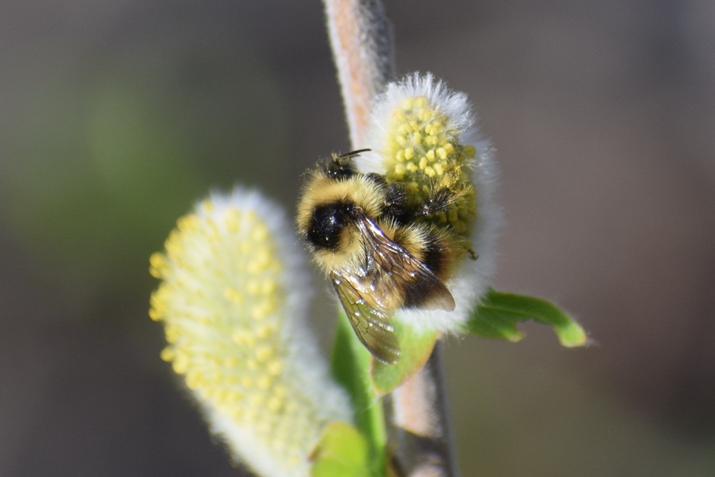 Frigid bumble bee