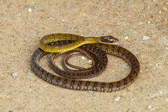Clark's Forest Racer photo 4