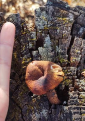 Gymnopilus luteofolius