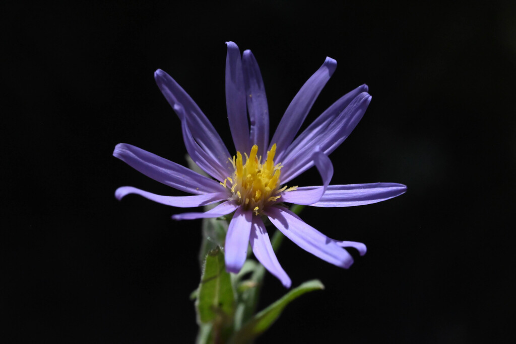 Symphyotrichum campestre; photograph (c) Anders Hastings, some rights reserved (CC BY)