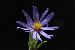 Symphyotrichum campestre