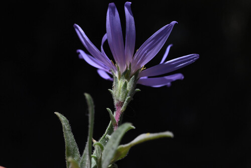 Symphyotrichum campestre, photograph 1