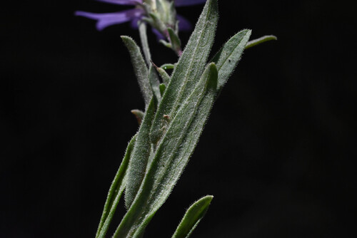 Symphyotrichum campestre, photograph 2