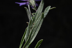 (c) Anders Hastings, some rights reserved (CC BY) Symphyotrichum campestre, photograph (c) Anders Hastings, some rights reserved (CC BY)