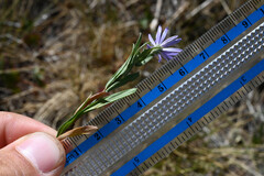 (c) Anders Hastings, some rights reserved (CC BY) Symphyotrichum campestre, photograph (c) Anders Hastings, some rights reserved (CC BY)