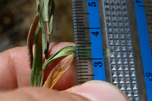 Symphyotrichum campestre, photograph 4