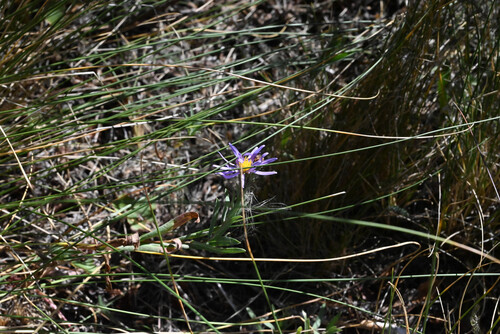 Symphyotrichum campestre, photograph 5