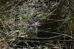(c) Anders Hastings, some rights reserved (CC BY) Symphyotrichum campestre, photograph (c) Anders Hastings, some rights reserved (CC BY)