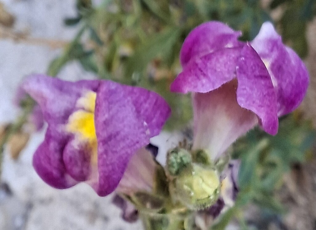 Antirrhinum tortuosum; photograph author not stated, no rights reserved
