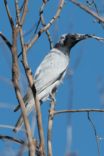 Black-faced Cuckooshrike