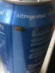 Kuschelina petaurista