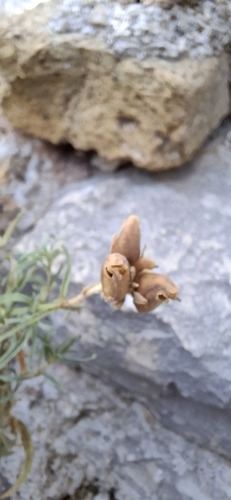 Antirrhinum tortuosum, photograph 6