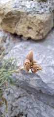 Antirrhinum tortuosum, photograph author not stated, no rights reserved
