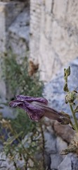 author not stated, no rights reserved Antirrhinum tortuosum, photograph author not stated, no rights reserved