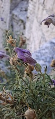 author not stated, no rights reserved Antirrhinum tortuosum, photograph author not stated, no rights reserved