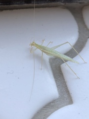 Oecanthus leptogrammus