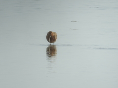 Limnodromus semipalmatus