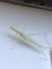 Oecanthus leptogrammus