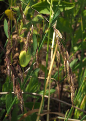 Bromus brachystachys