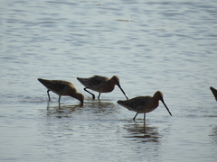 Limnodromus semipalmatus