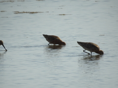 Limnodromus semipalmatus