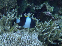 Hemitaurichthys zoster